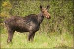 young moose 1