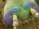 Amazing_Electron_Microscope_Photos_Mosquito_Head-1mdCU