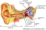 general ear anatomy