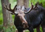 NW trek moose-close up