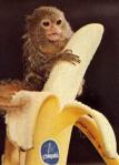 pygmy_like_da_banana