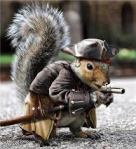 squirrel war